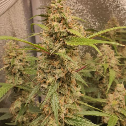 Royal Critical Automatic Flo -50☆7S growlog timeline photo