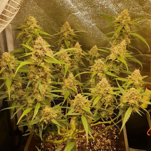 Royal Critical Automatic Flo -50☆7S growlog timeline photo