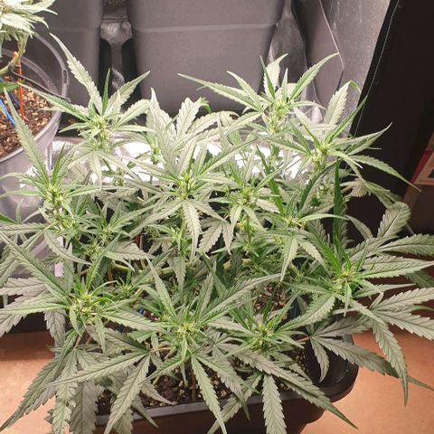 Zkittlez killer XXL MDLG Flo - 63☆9S growlog timeline photo