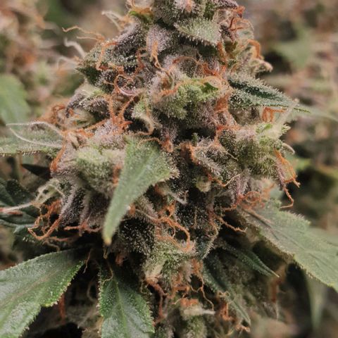 Royal Critical Automatic Flo -50☆7S growlog timeline photo