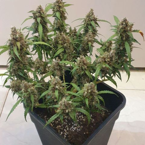 Royal Critical Automatic Flo -50☆7S growlog timeline photo