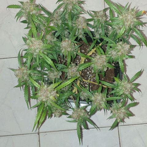 Royal Critical Automatic Flo -50☆7S growlog timeline photo