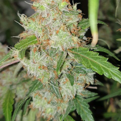 Royal Critical Automatic Flo -50☆7S growlog timeline photo