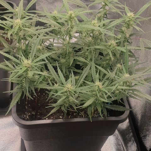 Zkittlez killer XXL MDLG Flo - 63☆9S growlog timeline photo