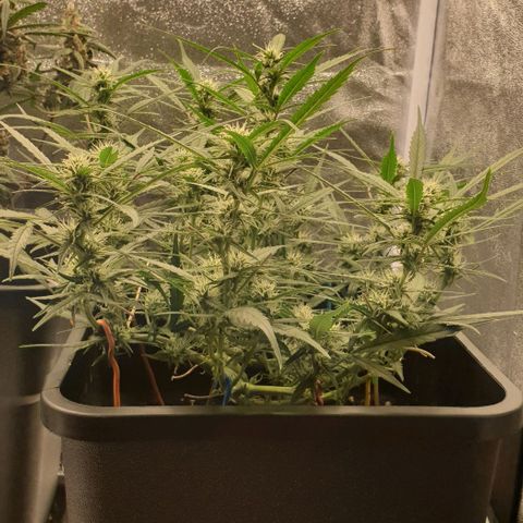 Zkittlez killer XXL MDLG Flo - 63☆9S growlog timeline photo