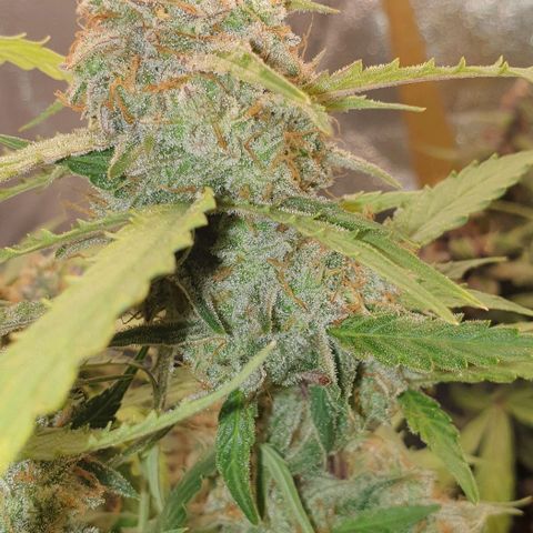 Royal Critical Automatic -50☆7S growlog timeline photo