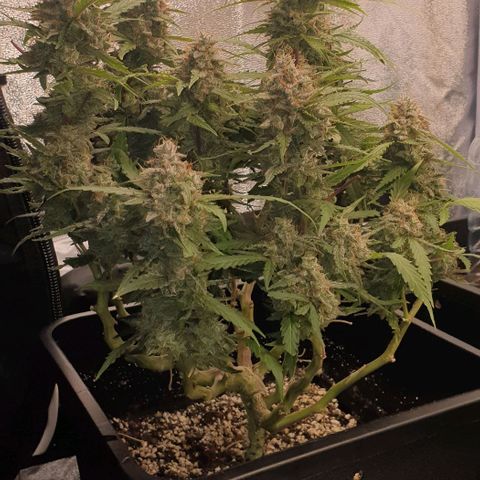 Royal Critical Automatic -50☆7S growlog timeline photo