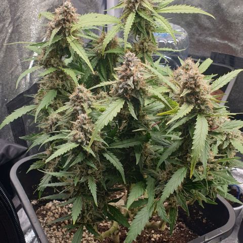 Royal Critical Automatic -50☆7S growlog timeline photo