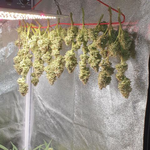 Royal Critical Automatic -50☆7S growlog timeline photo