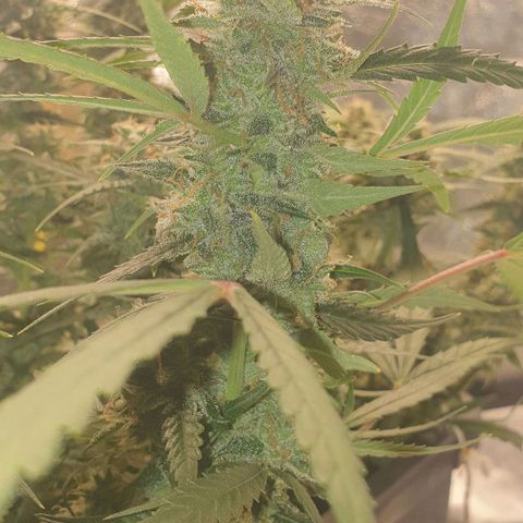 Zkittlez killer XXL MDLG Flo - 63☆9S growlog timeline photo