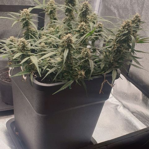 Zkittlez killer XXL MDLG Flo - 63☆9S growlog timeline photo