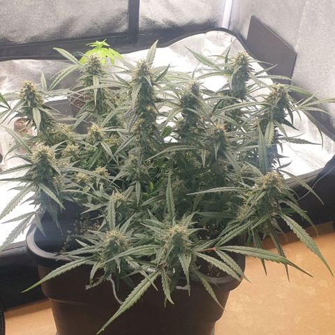 Zkittlez killer XXL MDLG Flo - 63☆9S growlog timeline photo