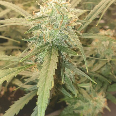 Zkittlez killer XXL MDLG Flo - 63☆9S growlog timeline photo