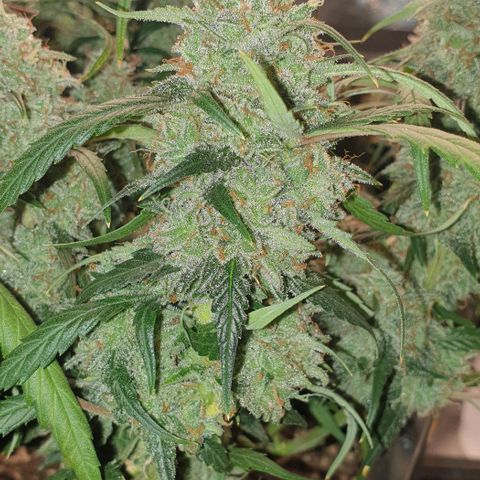 Zkittlez killer XXL MDLG Flo - 63☆9S growlog timeline photo