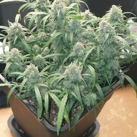Zkittlez killer XXL MDLG Flo - 63☆9S growlog timeline photo