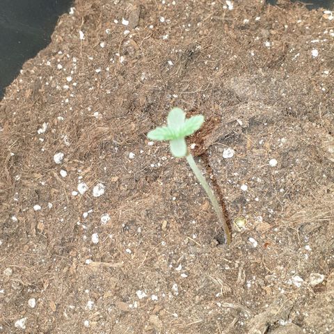 AutoUltimate Flo 70☆10S growlog timeline photo