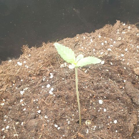 AutoUltimate Flo 70☆10S growlog timeline photo