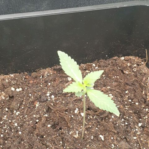 AutoUltimate Flo 70☆10S growlog timeline photo