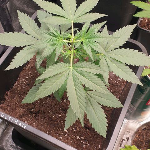 AutoUltimate Flo 70☆10S growlog timeline photo