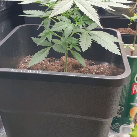 AutoUltimate Flo 70☆10S growlog timeline photo