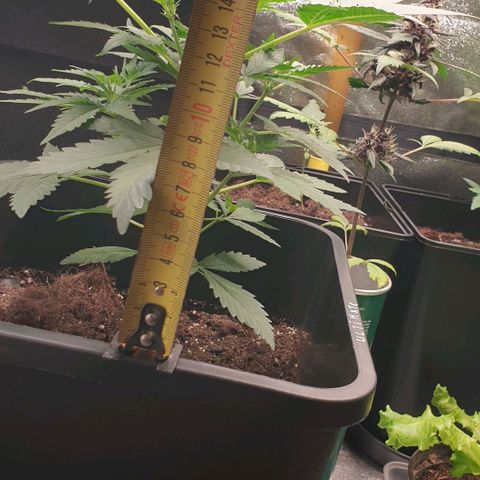 AutoUltimate Flo 70☆10S growlog photo: 16 cm depart
