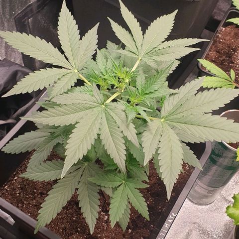 AutoUltimate Flo 70☆10S growlog photo: 16 cm depart