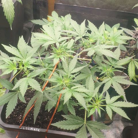 AutoUltimate Flo 70☆10S growlog timeline photo