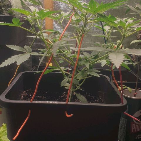 AutoUltimate Flo 70☆10S growlog timeline photo