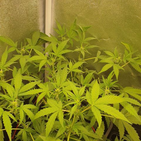 AutoUltimate Flo 70☆10S growlog timeline photo
