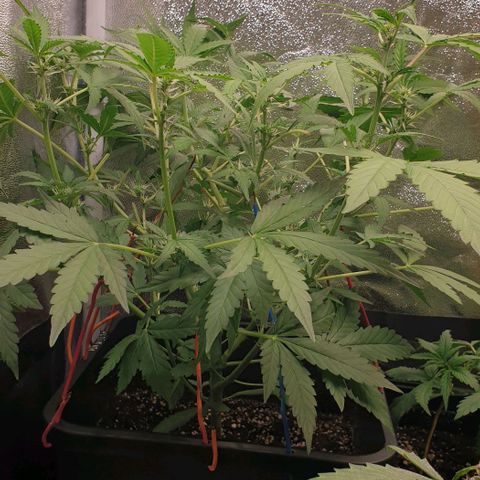 AutoUltimate Flo 70☆10S growlog timeline photo