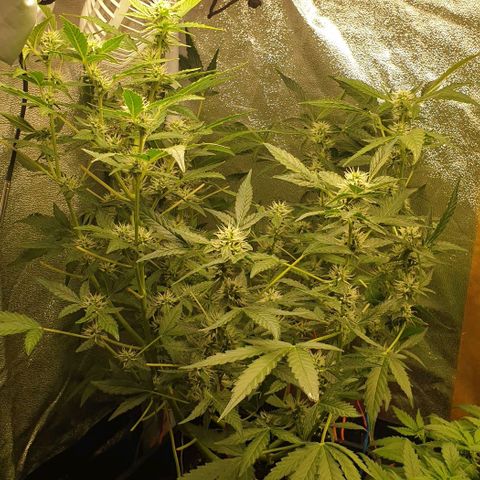 AutoUltimate Flo 70☆10S growlog timeline photo