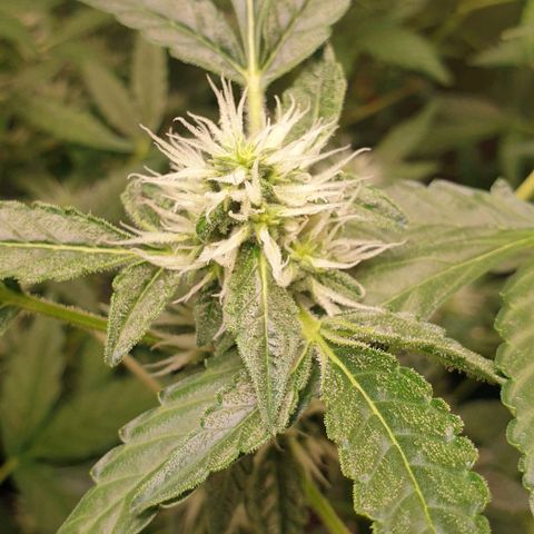 AutoUltimate Flo 70☆10S growlog timeline photo