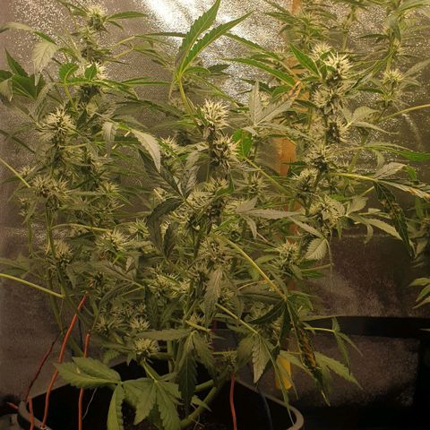 AutoUltimate Flo 70☆10S growlog timeline photo