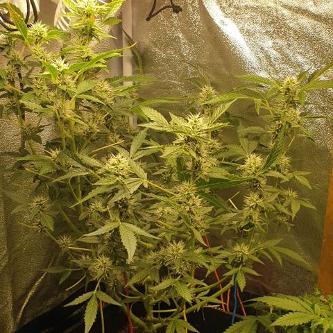AutoUltimate Flo 70☆10S growlog timeline photo
