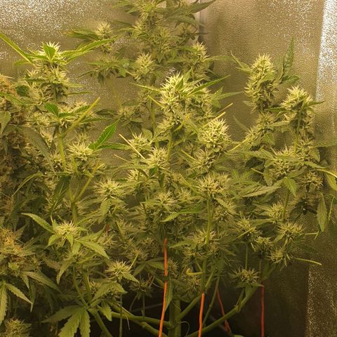 AutoUltimate Flo 70☆10S growlog timeline photo