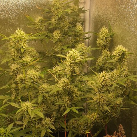 AutoUltimate Flo 70☆10S growlog timeline photo