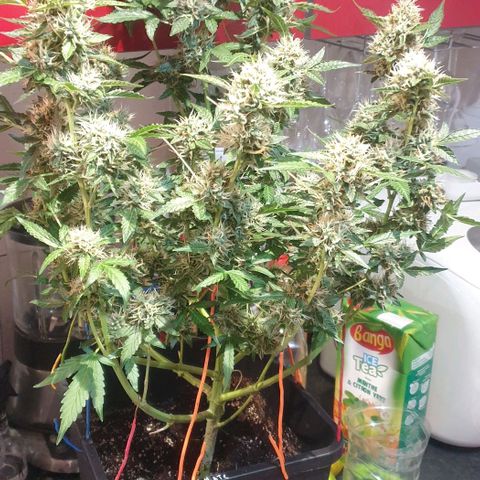 AutoUltimate Flo 70☆10S growlog timeline photo
