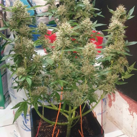 AutoUltimate Flo 70☆10S growlog timeline photo