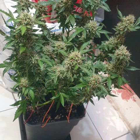 AutoUltimate Flo 70☆10S growlog timeline photo