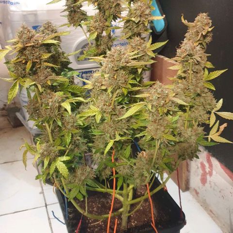 AutoUltimate Flo 70☆10S growlog timeline photo