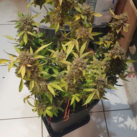 AutoUltimate Flo 70☆10S growlog timeline photo