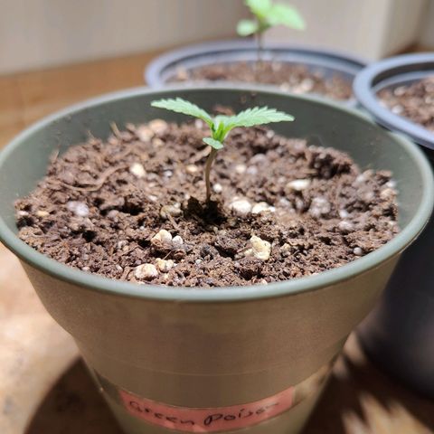 Green Poison Auto growlog timeline photo