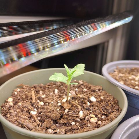 Green Poison Auto growlog timeline photo