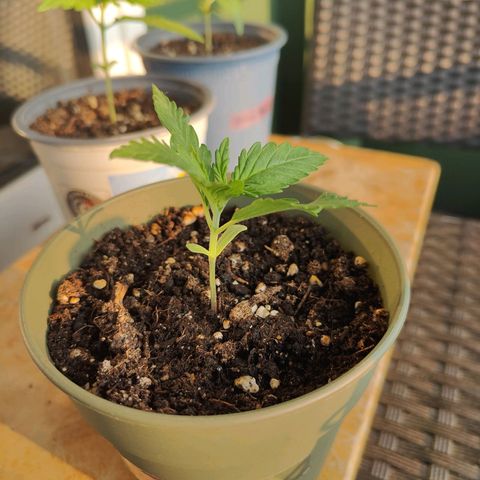 Green Poison Auto growlog timeline photo