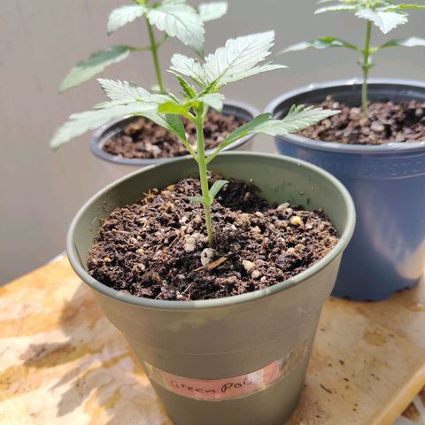 Green Poison Auto growlog timeline photo