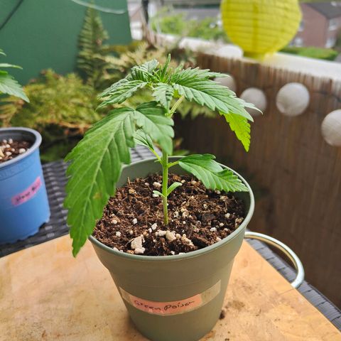 Green Poison Auto growlog timeline photo