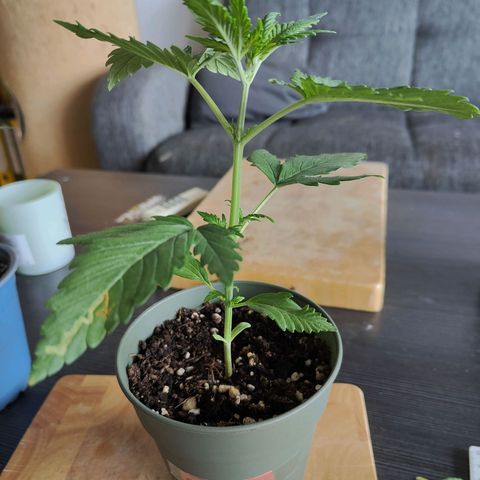 Green Poison Auto growlog timeline photo
