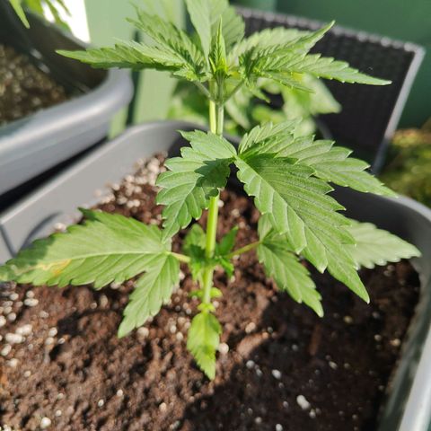 Green Poison Auto growlog timeline photo
