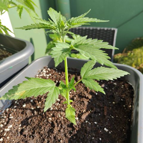 Green Poison Auto growlog timeline photo