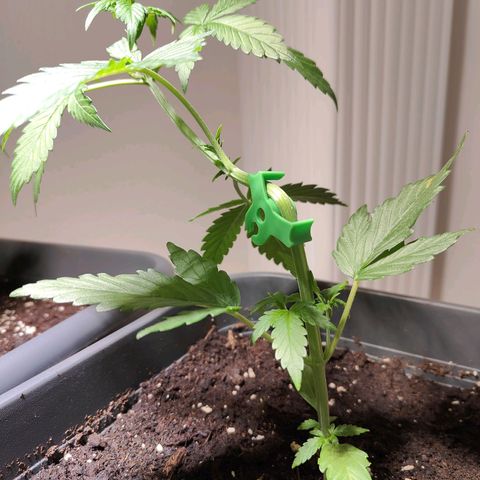 Green Poison Auto growlog timeline photo
